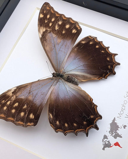 Framed purple morpho butterfly, rare taxidermy display (8x8)