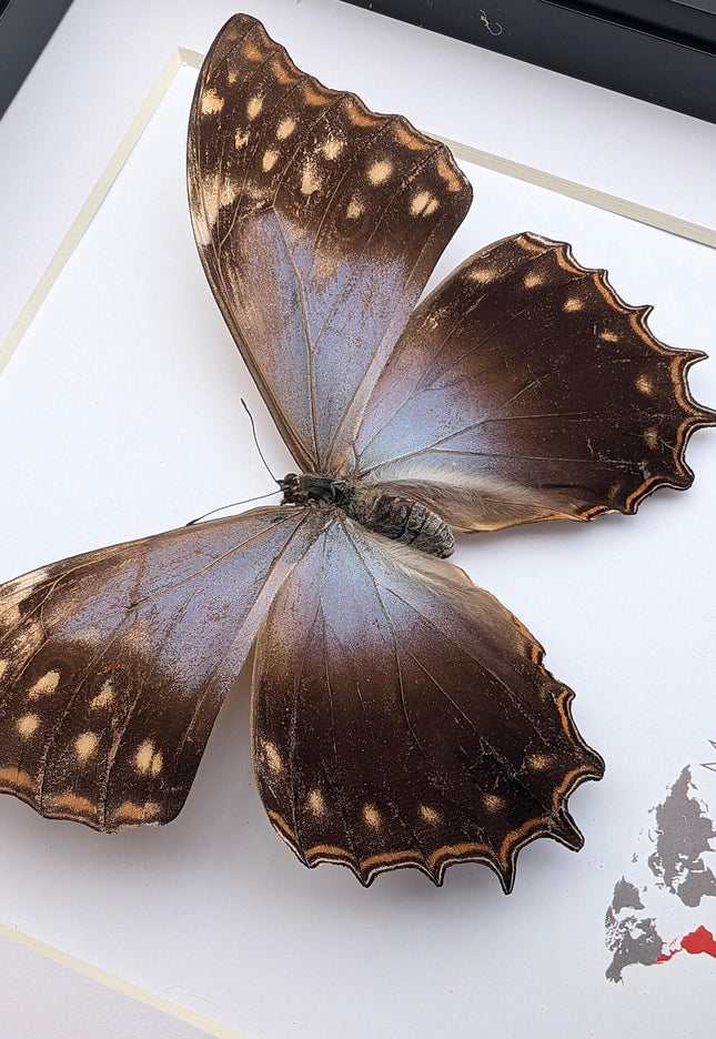 Framed purple morpho butterfly, rare taxidermy display (8x8)