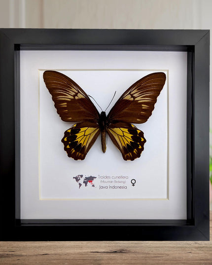 Framed malayan birdwing butterfly display, ethically sourced entomology (8x8)