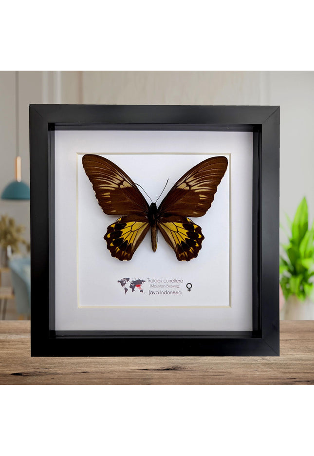 Framed malayan birdwing butterfly display, ethically sourced entomology (8x8)