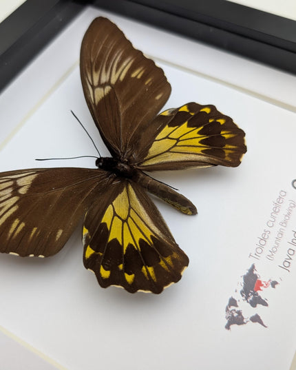 Framed malayan birdwing butterfly display, ethically sourced entomology (8x8)