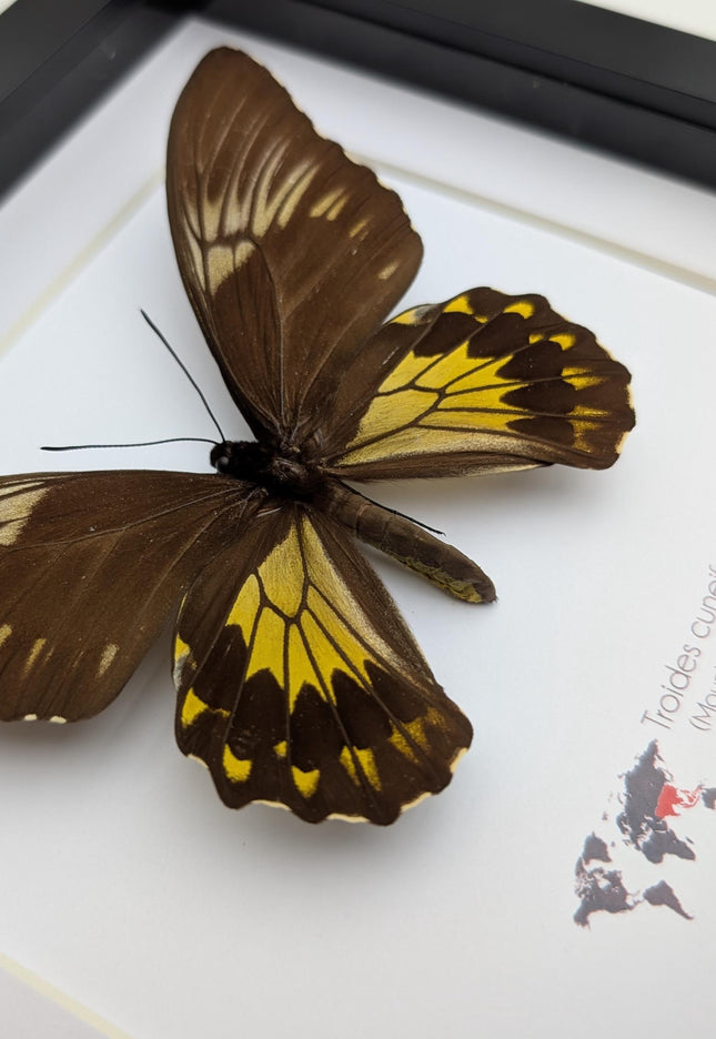 Framed malayan birdwing butterfly display, ethically sourced entomology (8x8)