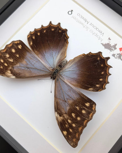 Framed purple morpho butterfly, rare taxidermy display (8x8)