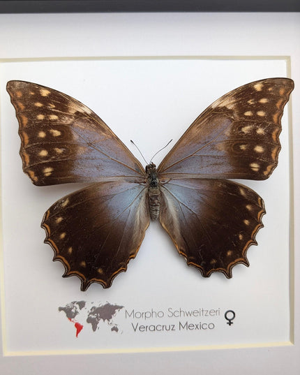 Framed purple morpho butterfly, rare taxidermy display (8x8)