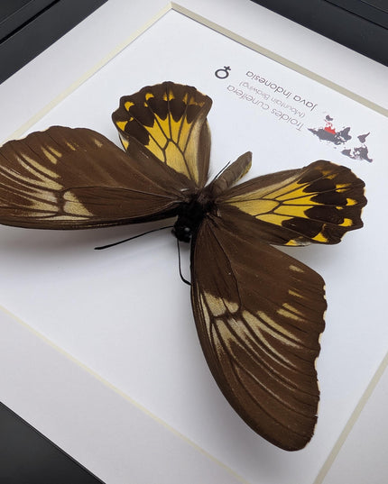 Framed malayan birdwing butterfly display, ethically sourced entomology (8x8)