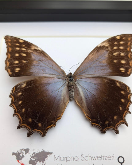 Framed purple morpho butterfly, rare taxidermy display (8x8)