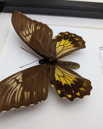 Framed malayan birdwing butterfly display, ethically sourced entomology (8x8)