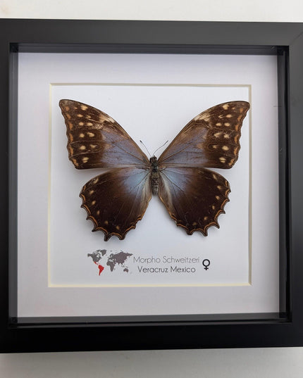 Framed purple morpho butterfly, rare taxidermy display (8x8)