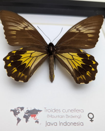 Framed malayan birdwing butterfly display, ethically sourced entomology (8x8)