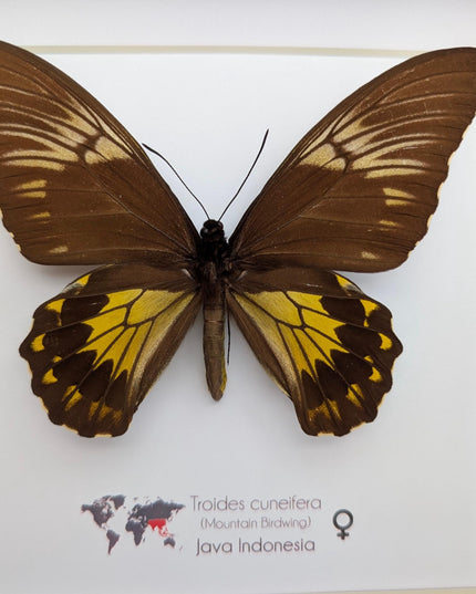Framed malayan birdwing butterfly display, ethically sourced entomology (8x8)