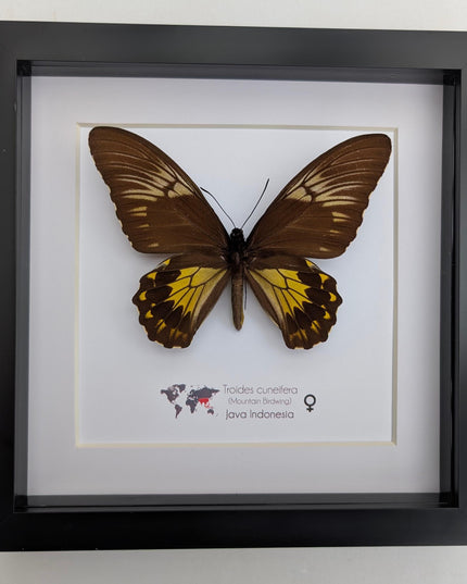 Framed malayan birdwing butterfly display, ethically sourced entomology (8x8)