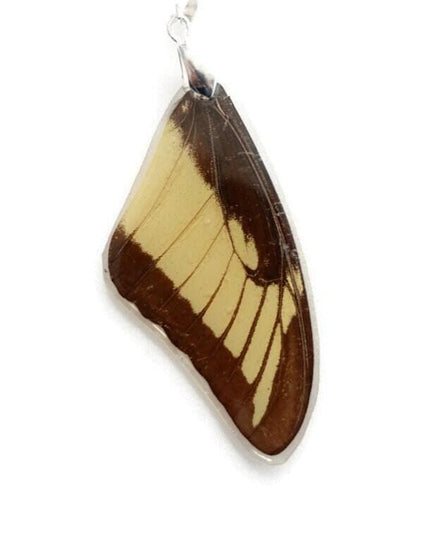 Real butterfly wing pendant necklace: resin coated, black cord