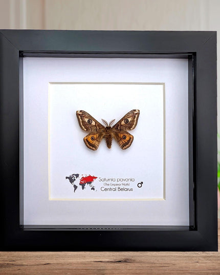Framed saturnia pavonia moth, taxidermy small emperor moth, nature art