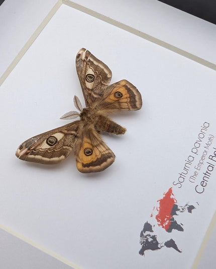 Framed saturnia pavonia moth, taxidermy small emperor moth, nature art