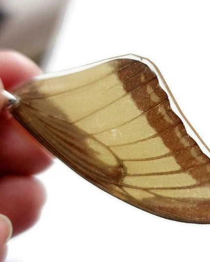Real butterfly wing pendant necklace: resin coated, black cord