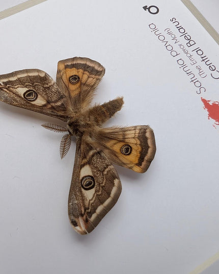 Framed saturnia pavonia moth, taxidermy small emperor moth, nature art