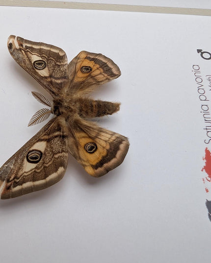 Framed saturnia pavonia moth, taxidermy small emperor moth, nature art