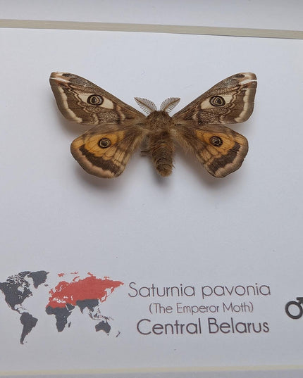 Framed saturnia pavonia moth, taxidermy small emperor moth, nature art