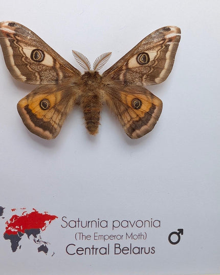 Framed saturnia pavonia moth, taxidermy small emperor moth, nature art