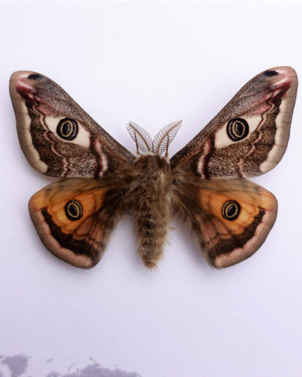 Framed saturnia pavonia moth, taxidermy small emperor moth, nature art