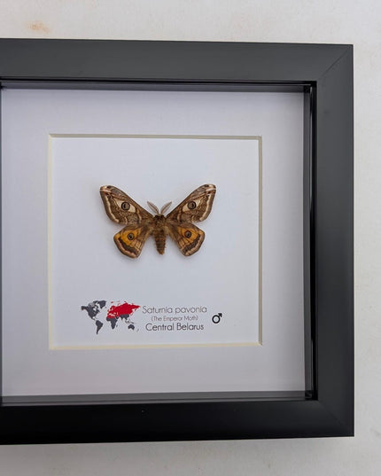Framed saturnia pavonia moth, taxidermy small emperor moth, nature art