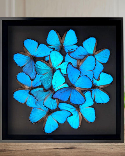 Iridescent blue morpho butterfly mosaic - framed 16" x 16" black background