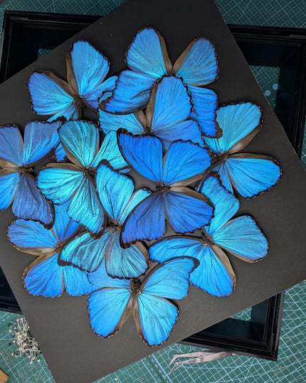 Iridescent blue morpho butterfly mosaic - framed 16" x 16" black background