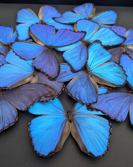 Iridescent blue morpho butterfly mosaic - framed 16" x 16" black background