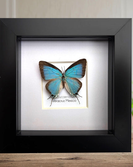 Framed sky-blue hairstreak butterfly, taxidermy wall decor (4" x 4")