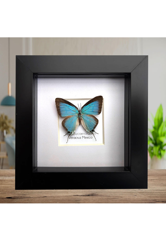 Framed sky-blue hairstreak butterfly, taxidermy wall decor (4" x 4")