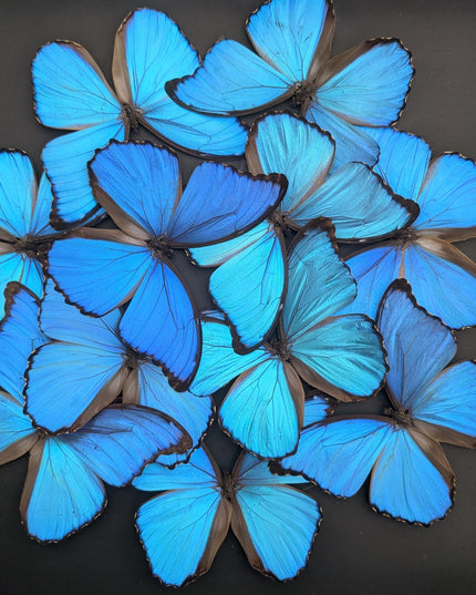 Iridescent blue morpho butterfly mosaic - framed 16" x 16" black background