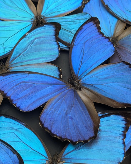 Iridescent blue morpho butterfly mosaic - framed 16" x 16" black background