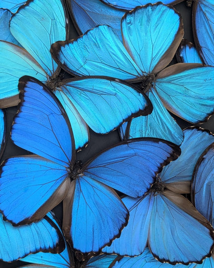 Iridescent blue morpho butterfly mosaic - framed 16" x 16" black background