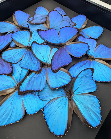Iridescent blue morpho butterfly mosaic - framed 16" x 16" black background