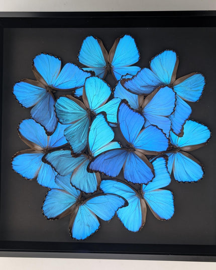 Iridescent blue morpho butterfly mosaic - framed 16" x 16" black background