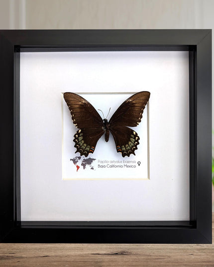 Framed baja giant swallowtail butterfly: rare entomology display (8" x 8")
