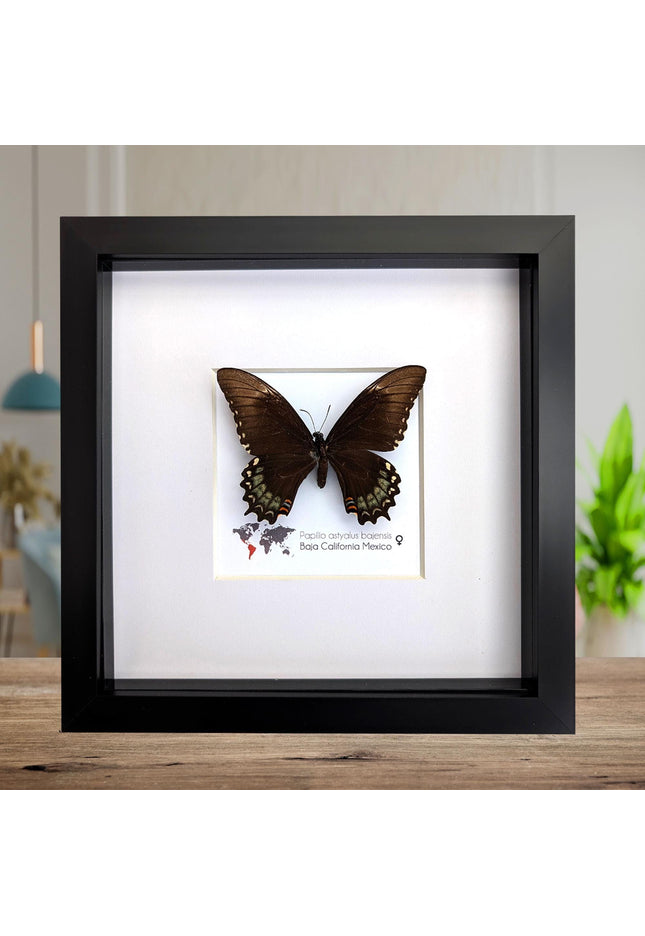 Framed baja giant swallowtail butterfly: rare entomology display (8" x 8")