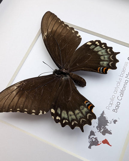 Framed baja giant swallowtail butterfly: rare entomology display (8" x 8")