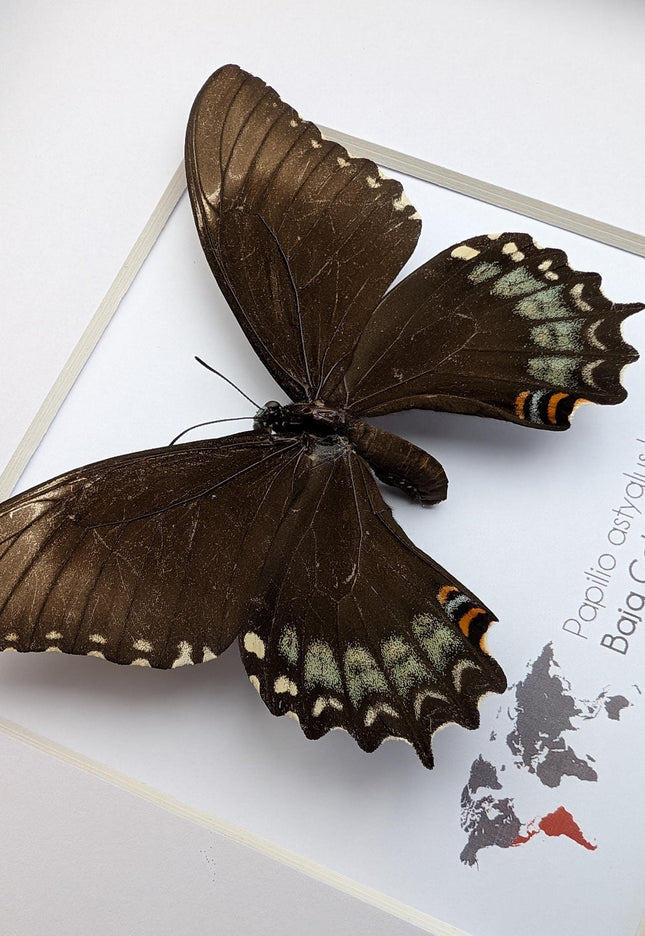 Framed baja giant swallowtail butterfly: rare entomology display (8" x 8")