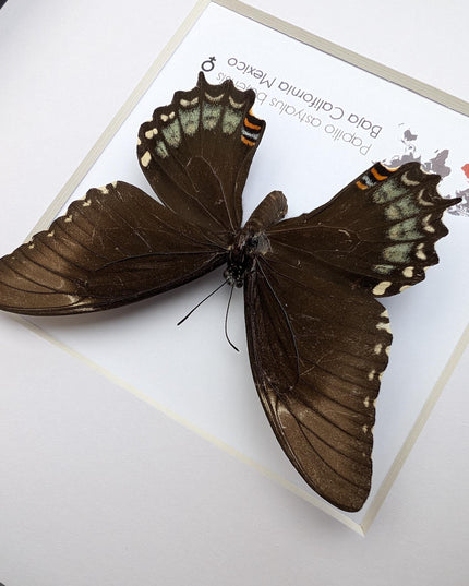 Framed baja giant swallowtail butterfly: rare entomology display (8" x 8")