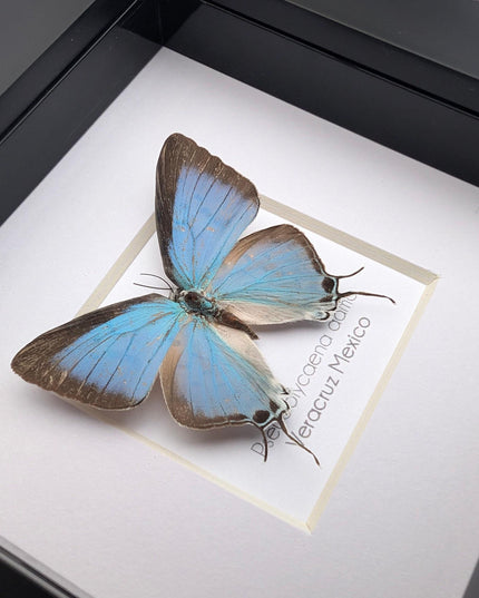 Framed sky-blue hairstreak butterfly, taxidermy wall decor (4" x 4")
