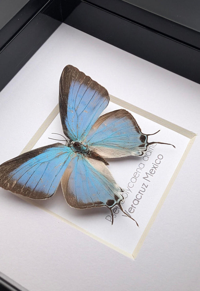 Framed sky-blue hairstreak butterfly, taxidermy wall decor (4" x 4")