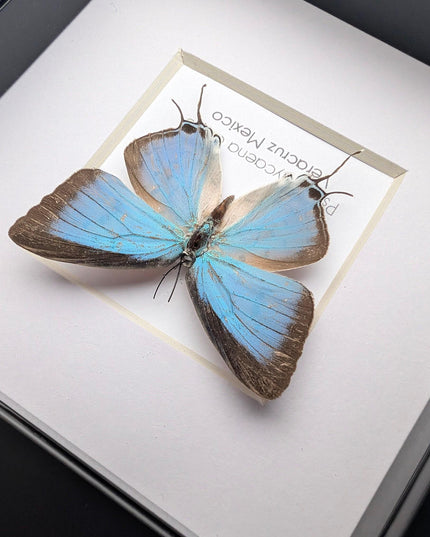 Framed sky-blue hairstreak butterfly, taxidermy wall decor (4" x 4")
