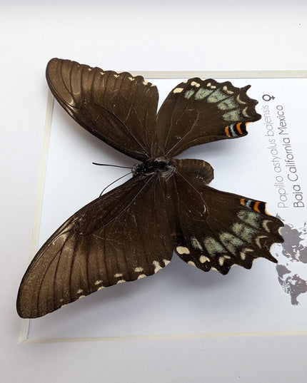 Framed baja giant swallowtail butterfly: rare entomology display (8" x 8")