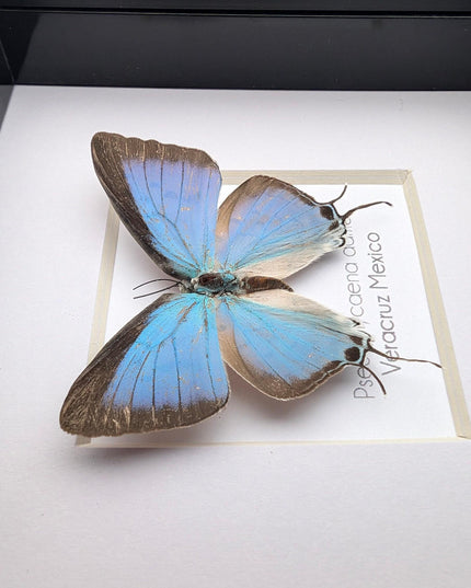 Framed sky-blue hairstreak butterfly, taxidermy wall decor (4" x 4")