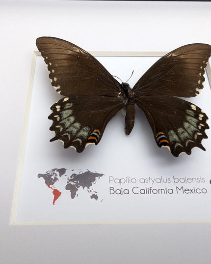 Framed baja giant swallowtail butterfly: rare entomology display (8" x 8")