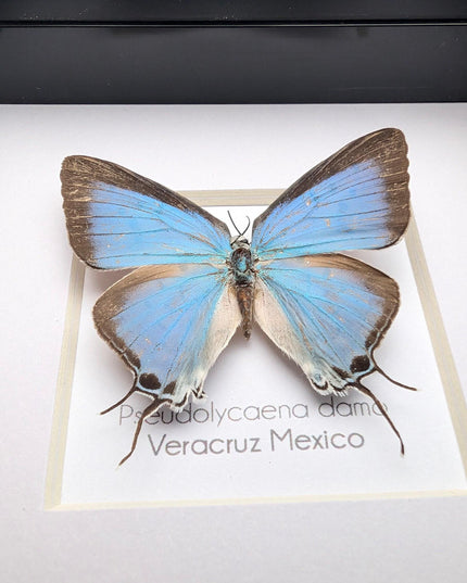Framed sky-blue hairstreak butterfly, taxidermy wall decor (4" x 4")