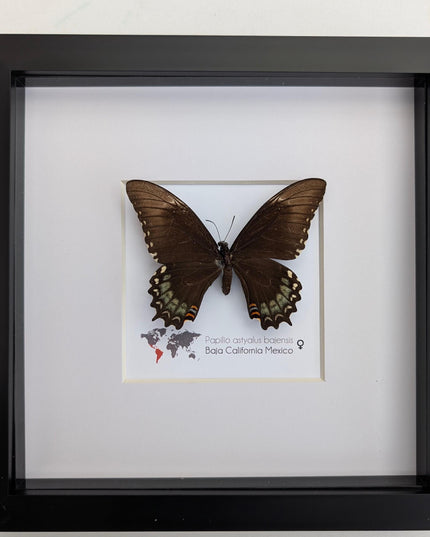 Framed baja giant swallowtail butterfly: rare entomology display (8" x 8")