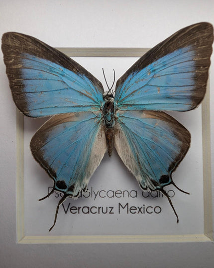 Framed sky-blue hairstreak butterfly, taxidermy wall decor (4" x 4")