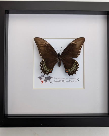 Framed baja giant swallowtail butterfly: rare entomology display (8" x 8")